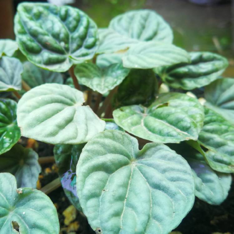 Plant image Peperomia caperata 'Emerald Ripple'