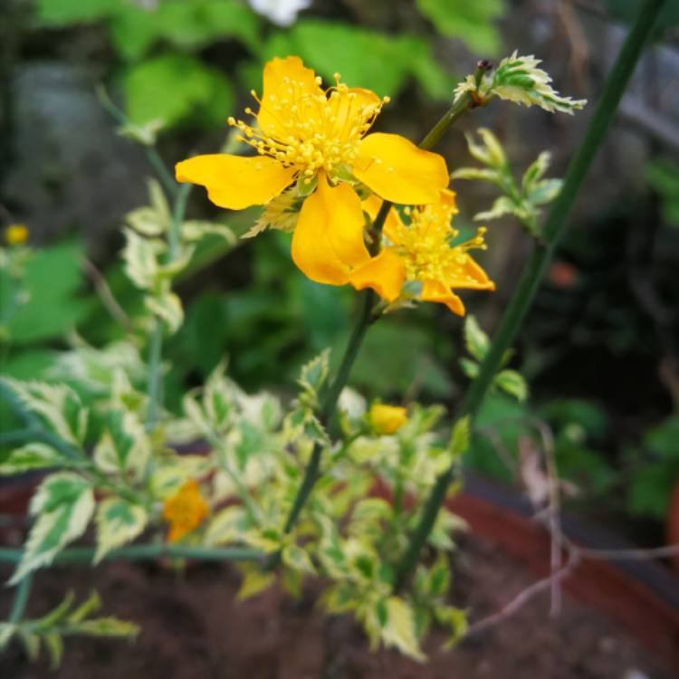 Plant image Kerria japonica 'Picta' syn. Kerria japonica 'Variegata'