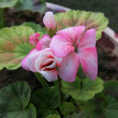 Geranium