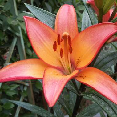 Lilium