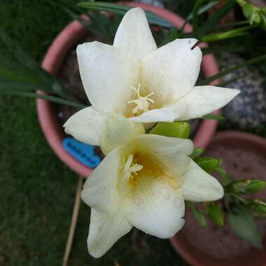 Freesia lactea