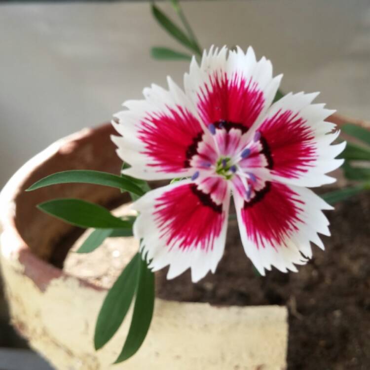 Plant image Dianthus chinensis 'Super Parfait Red Peppermint'