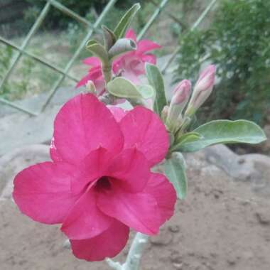 Adenium obesum