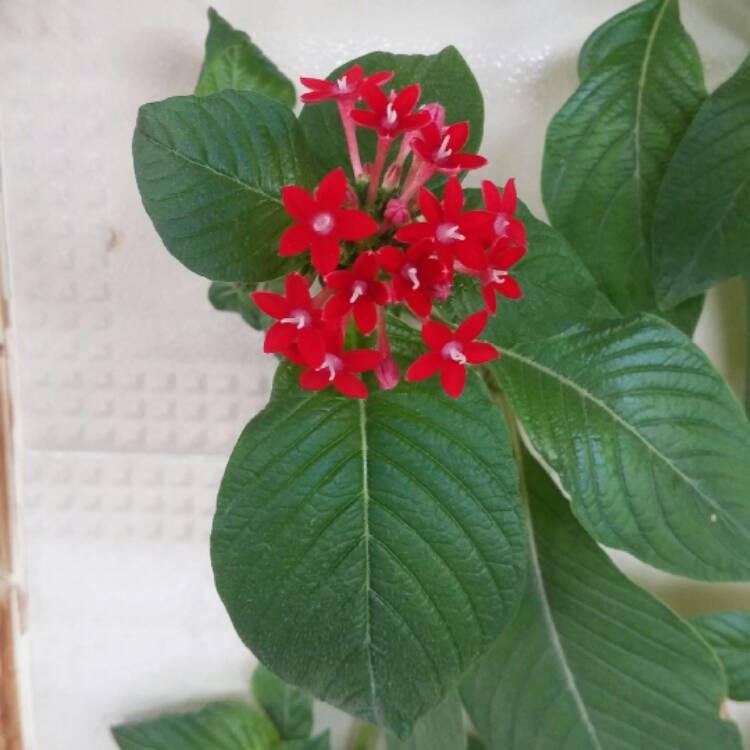 Plant image Pentas lanceolata 'Starcluster Red'