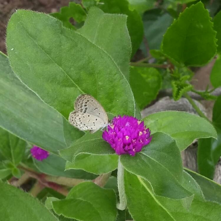 Plant image Gomphrena globosa