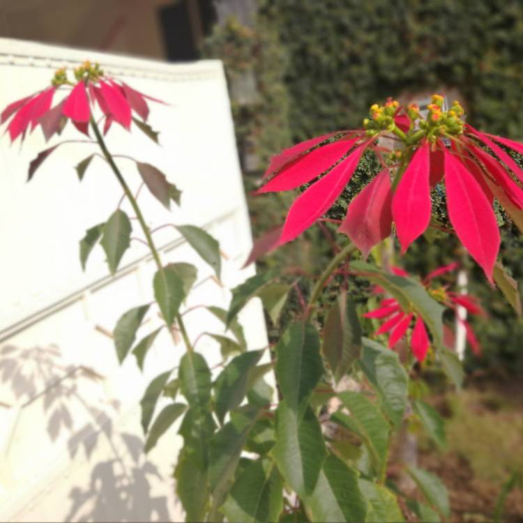 Plant image Euphorbia pulcherrima 'Bonpripicom' (Princettia Series) syn. Euphorbia pulcherrima 'Princettia Hot Pink'