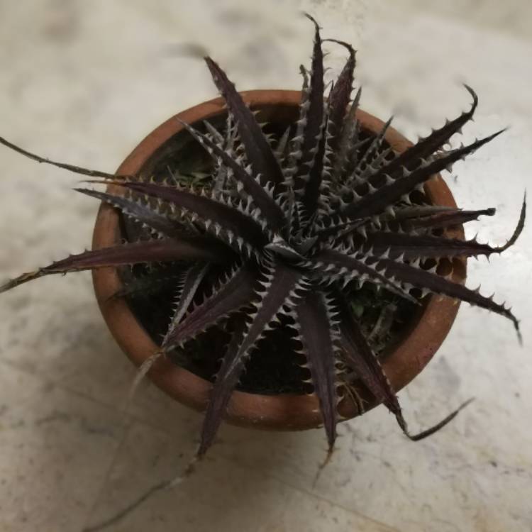 Plant image Dyckia 'Brittle Star'