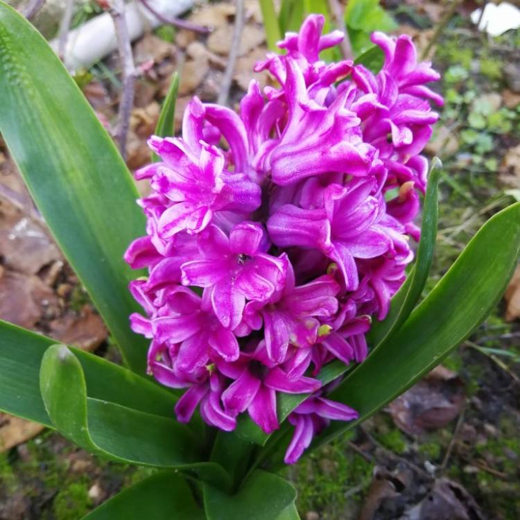 Plant image Hyacinthus orientalis 'Amethyst'