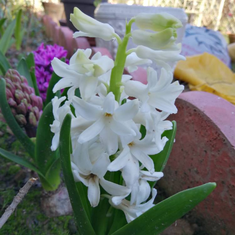 Plant image Hyacinthus orientalis 'Carnegie'