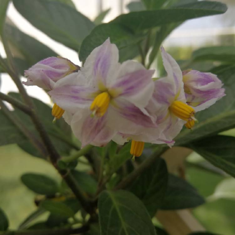 Plant image Solanum Muricatum