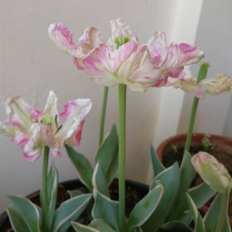 Plant image Tulipa 'Weber's Parrot'