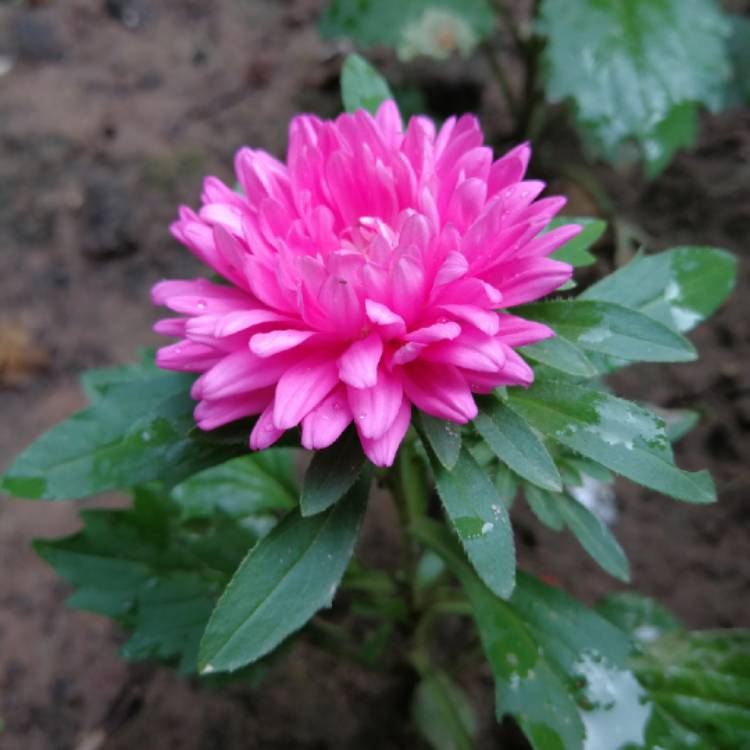 Plant image Callistephus chinensis 'Ostrich Feather Mixed'