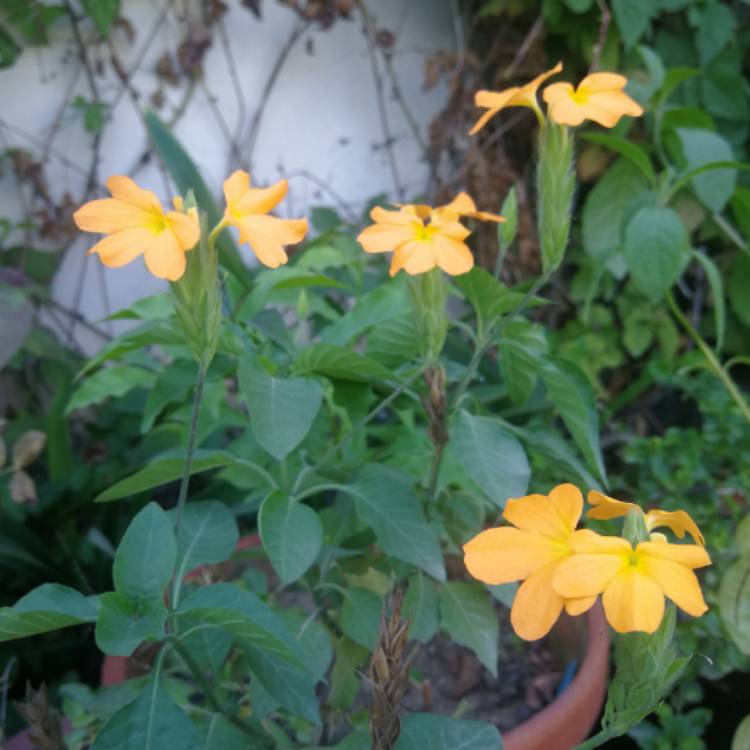 Plant image Crossandra infundibuliformis