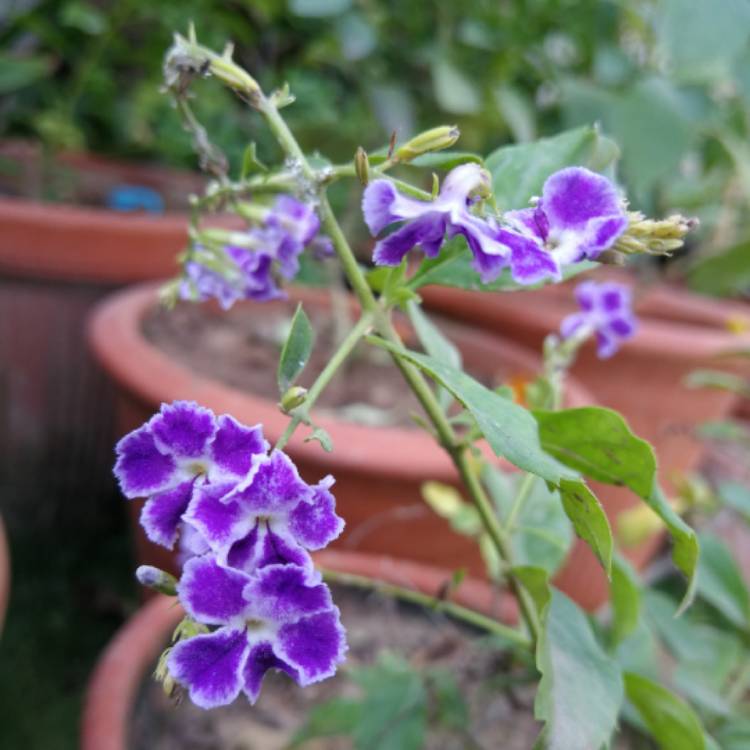 Plant image Duranta