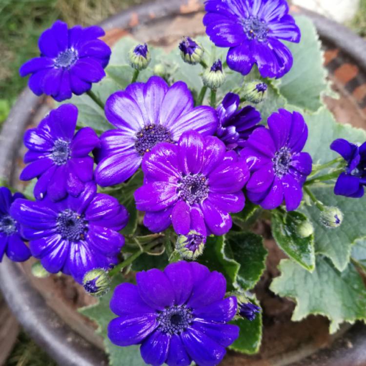 Pericallis x hybrida 'Starships', Florist's Cineraria 'Starships ...