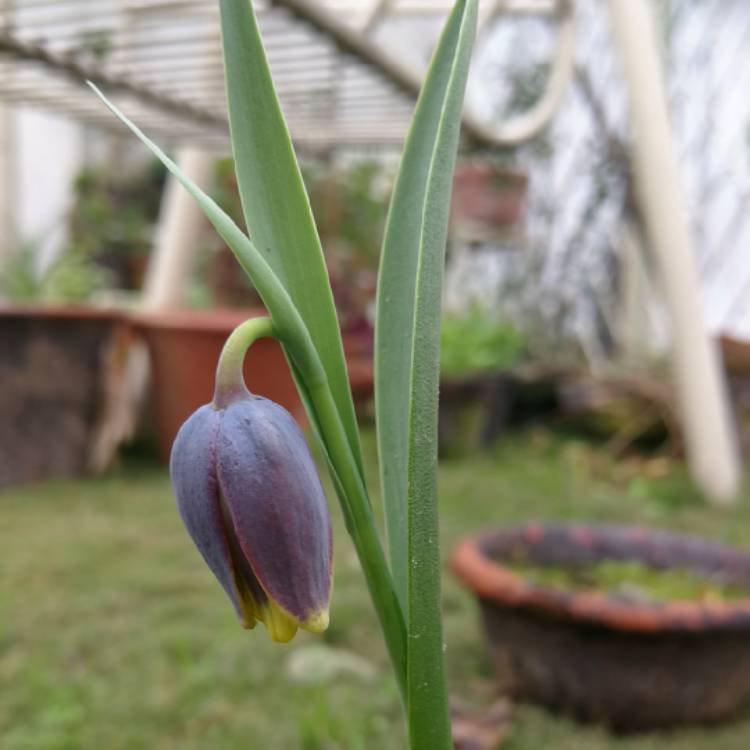 Plant image Fritillaria uva-vulpis