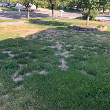 Variegated manna grass