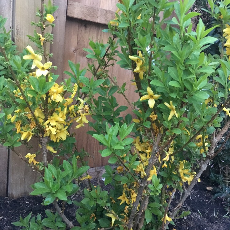 Plant image Forsythia x intermedia 'Spectabilis'