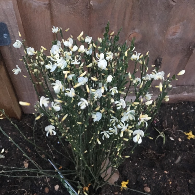 Plant image Cytisus x praecox 'Albus'