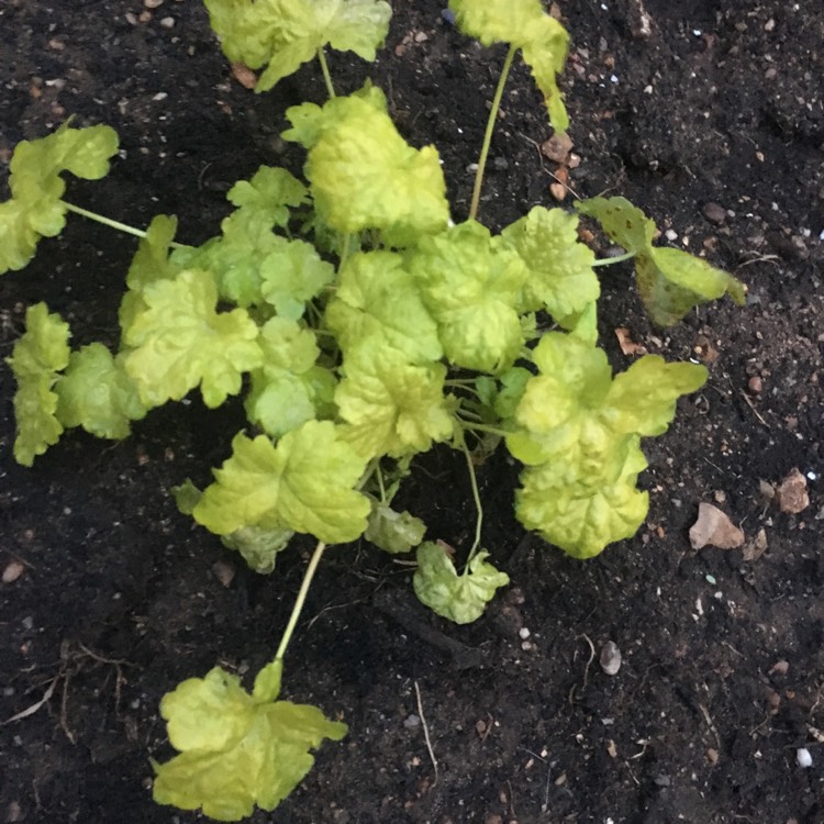 Plant image Heuchera 'Little Cutie Sweet Tart'