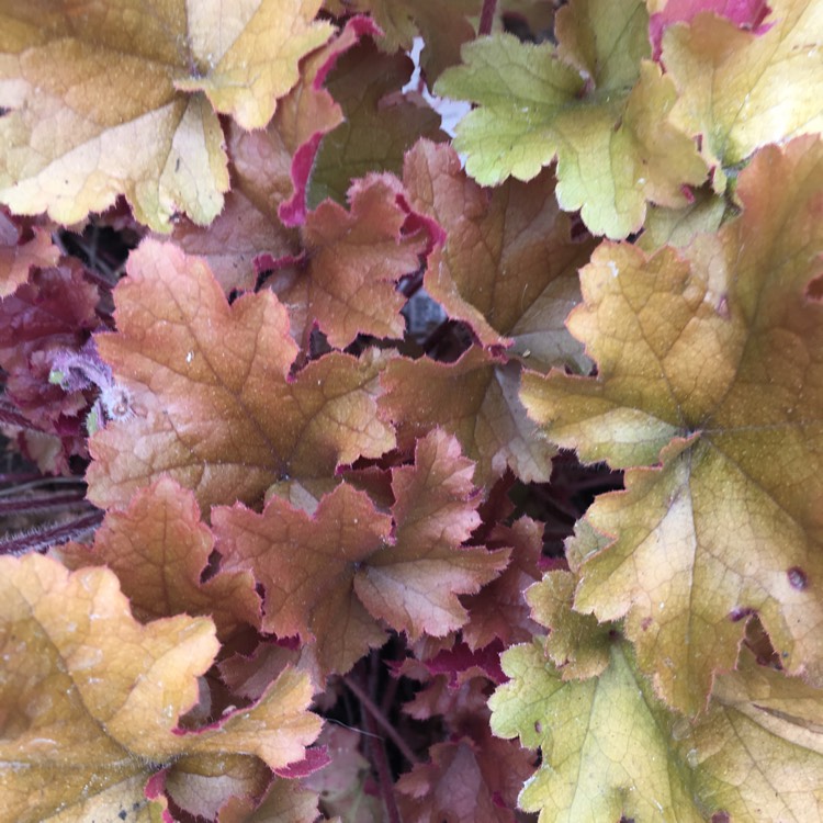 Plant image Heuchera 'Caramel'