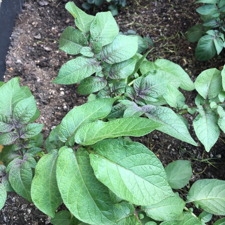 Plant image Solanum tuberosum 'Red Duke of York'