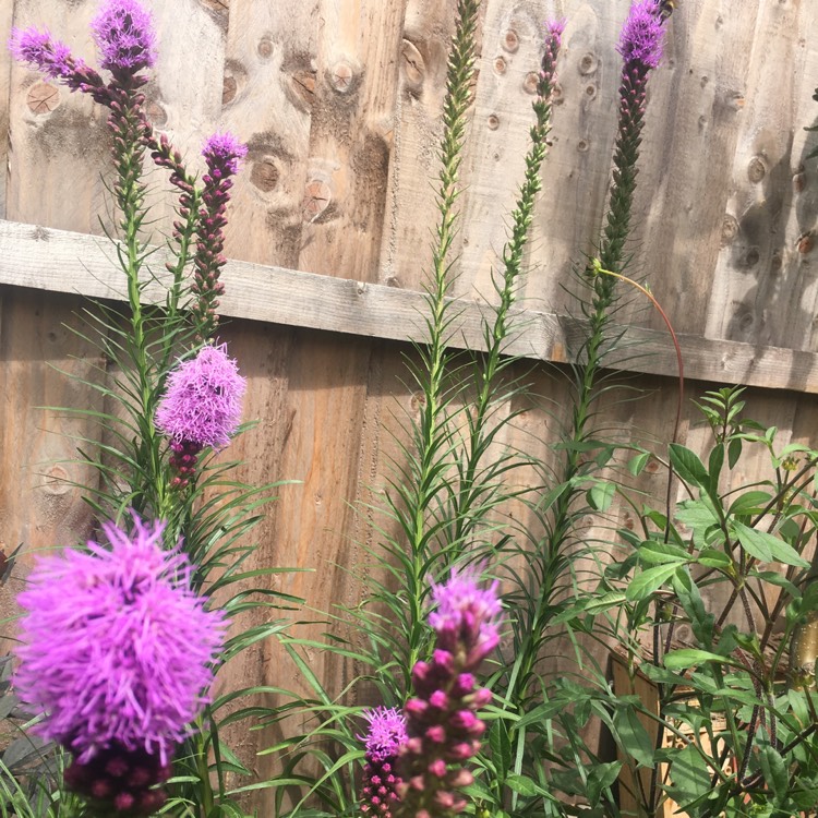 Plant image Liatris spicata 'Kobold'