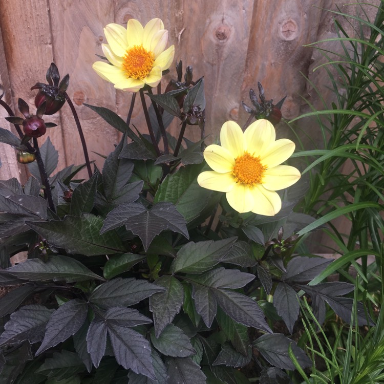 Plant image Dahlia 'Hdle105' (Happy Days Series) syn. Dahlia 'Happy Days Lemon'