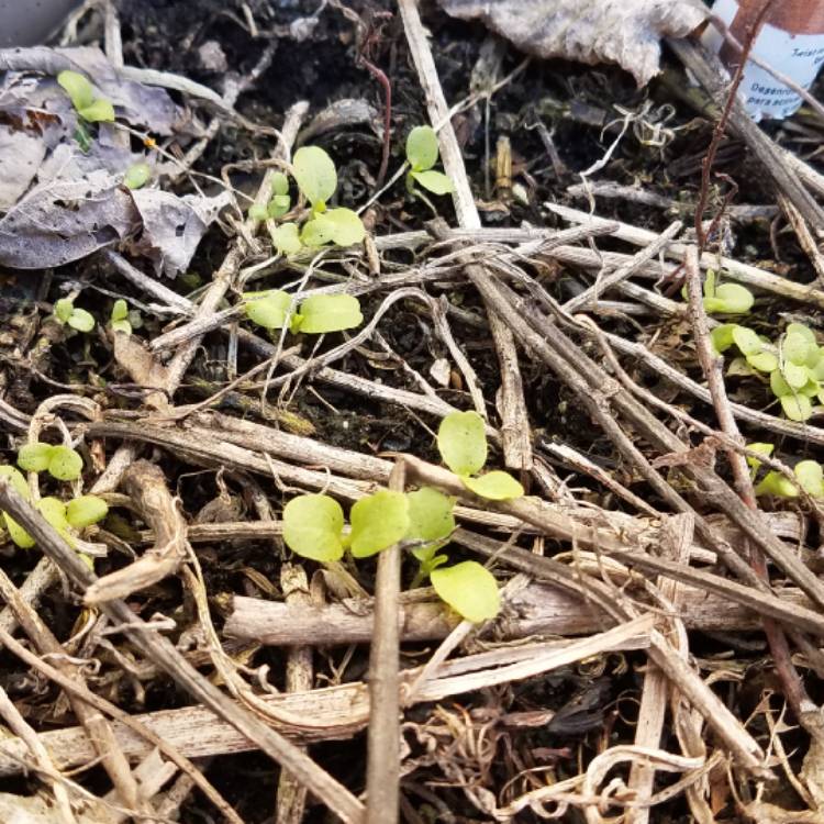 Plant image Lactuca sativa 'Parris Island'