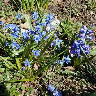 Scilla siberica