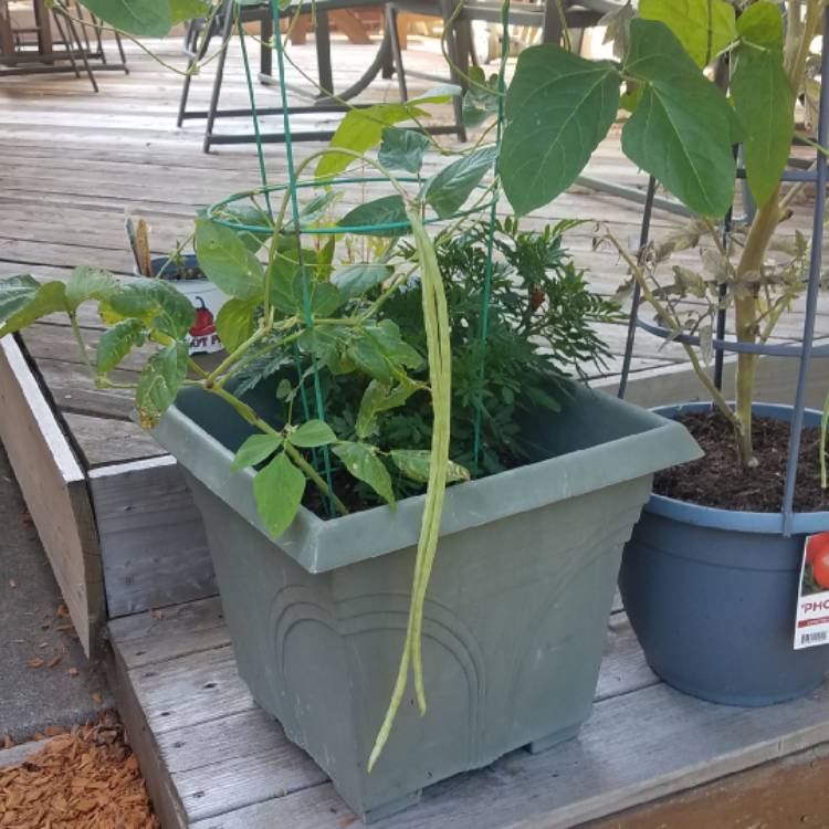 Plant image Vigna unguiculata subsp. sesquipedalis