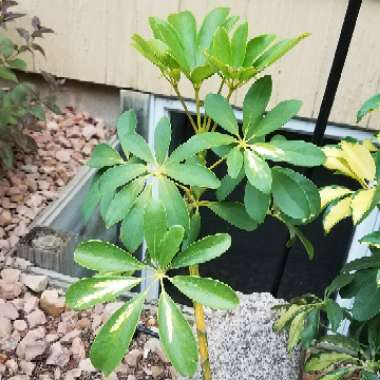 Schefflera arboricola