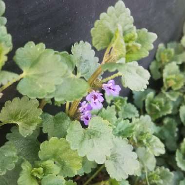 Glechoma hederacea