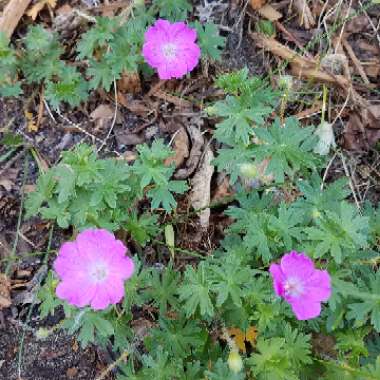 Erodium reichardii