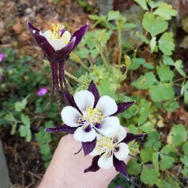 Aquilegia 'Swan Violet & White'