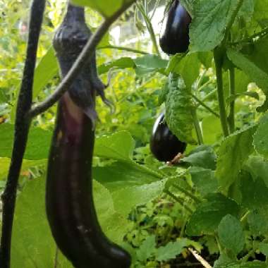 Solanum melongena 'Black Beauty'