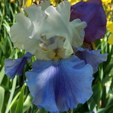 Iris