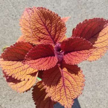 Solenostemon scutellarioides 'Uf12823' syn. Solenostemon scutellarioides 'Campfire'