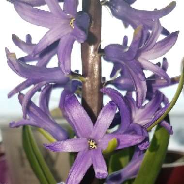 Hyacinthus orientalis 'Blue Jacket'