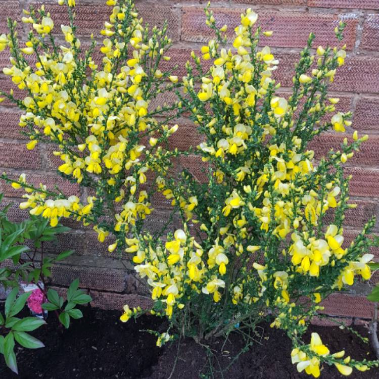 Plant image Cytisus 'Luna'