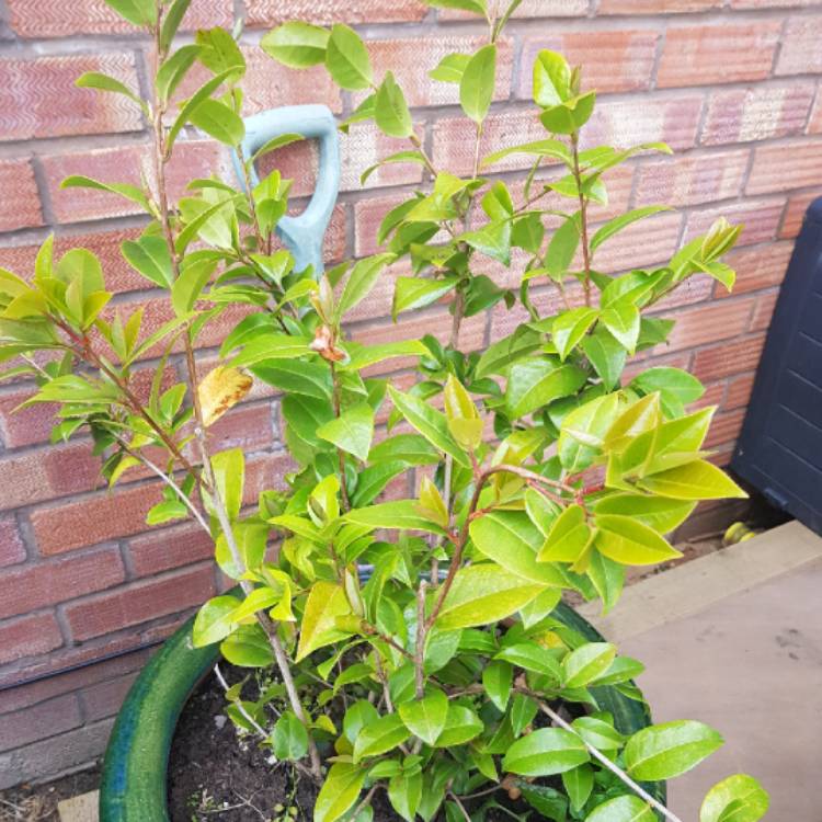 Plant image Camellia x williamsii 'Debbie'