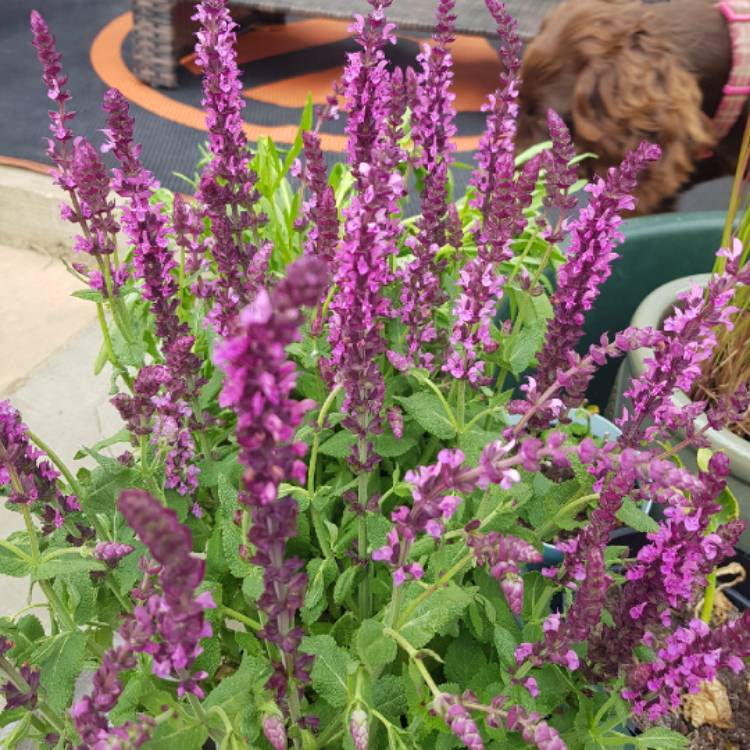 Salvia nemorosa 'Amethyst', Balkan Clary Sage 'Amethyst' - uploaded by ...