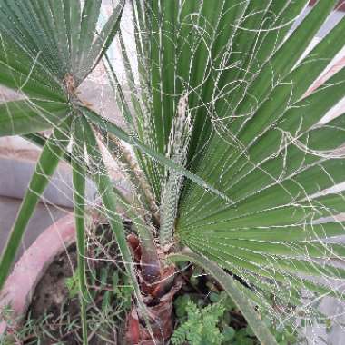 Washingtonia robusta