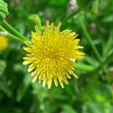 Prickly Sow-thistle