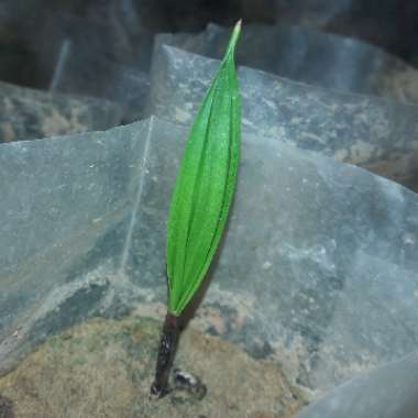 Mexican fan palm