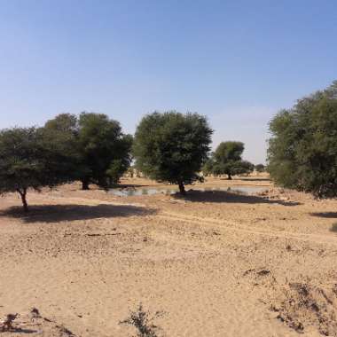 Acacia nilotica