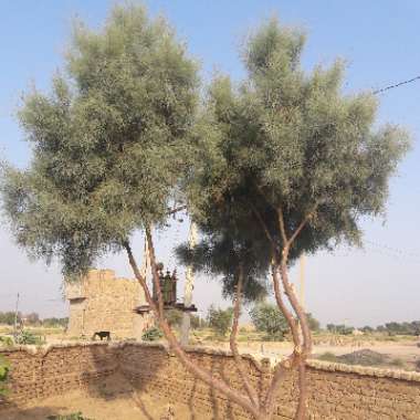 Casuarina equisetifolia