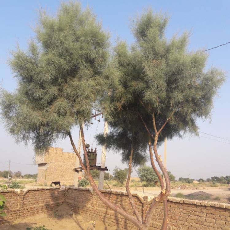 Plant image Casuarina equisetifolia