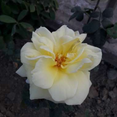 Rosa 'Alba Semi-Plena'; Rosa 'Alba Semiplena'