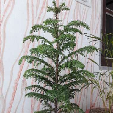 Araucaria heterophylla